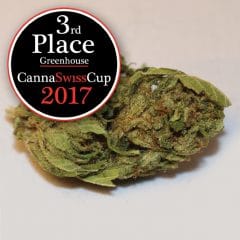 MWS PhytoCloud SwissBreeders cannaswisscup 3rd place greenhouse